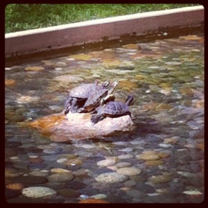 turtle pond